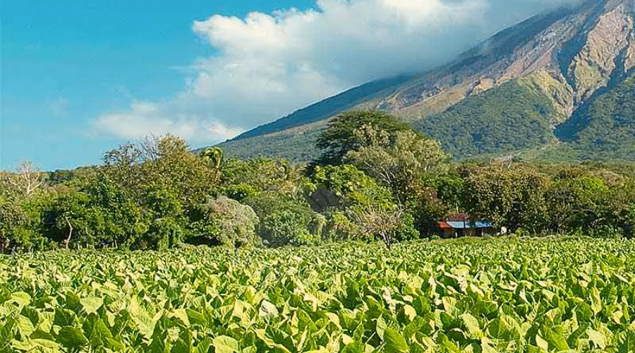 Nicaragua Field
